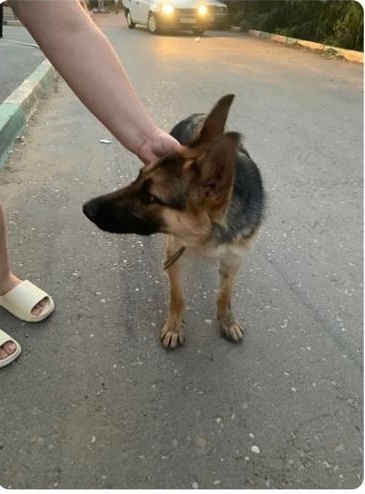 Найдена собака в Астрахани — фото объявления