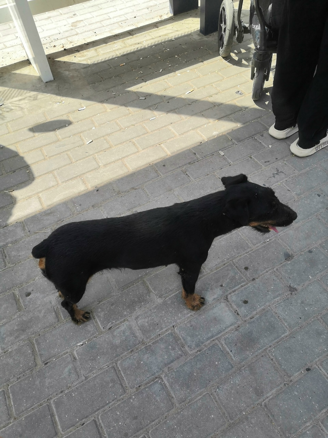 Найдена собака в Астрахани — фото объявления