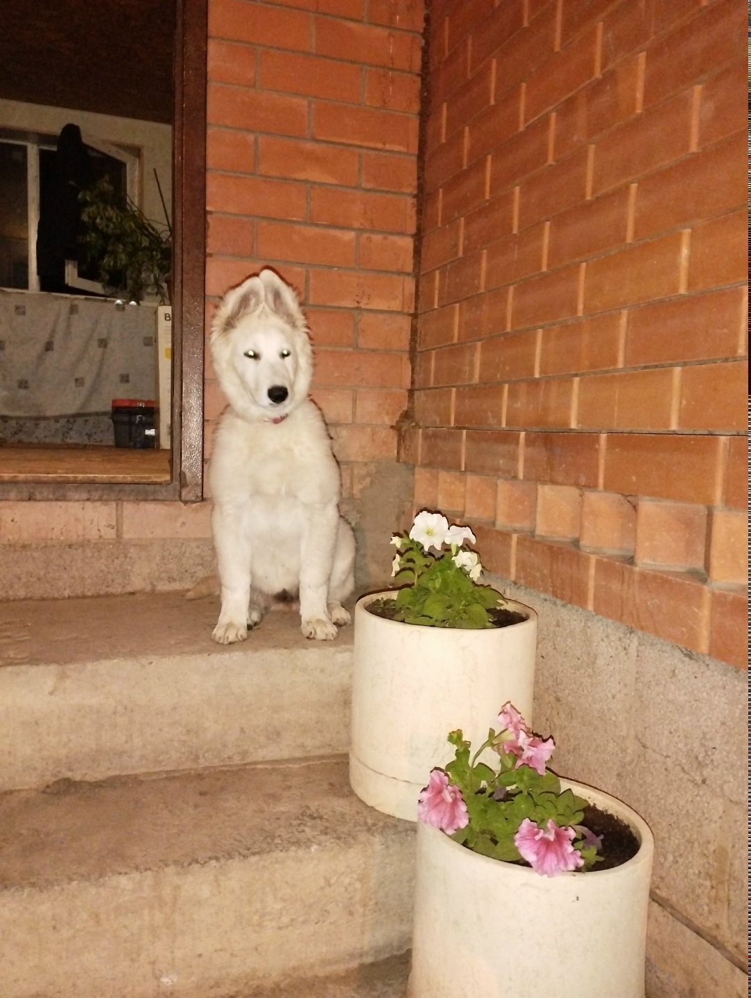 Найдена собака в Астрахани — фото объявления