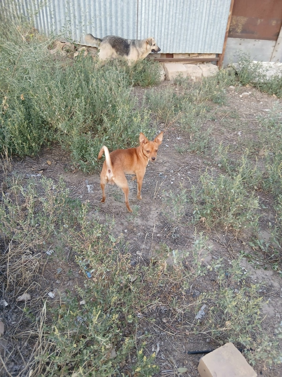 Найдена собака в Астрахани — фото объявления
