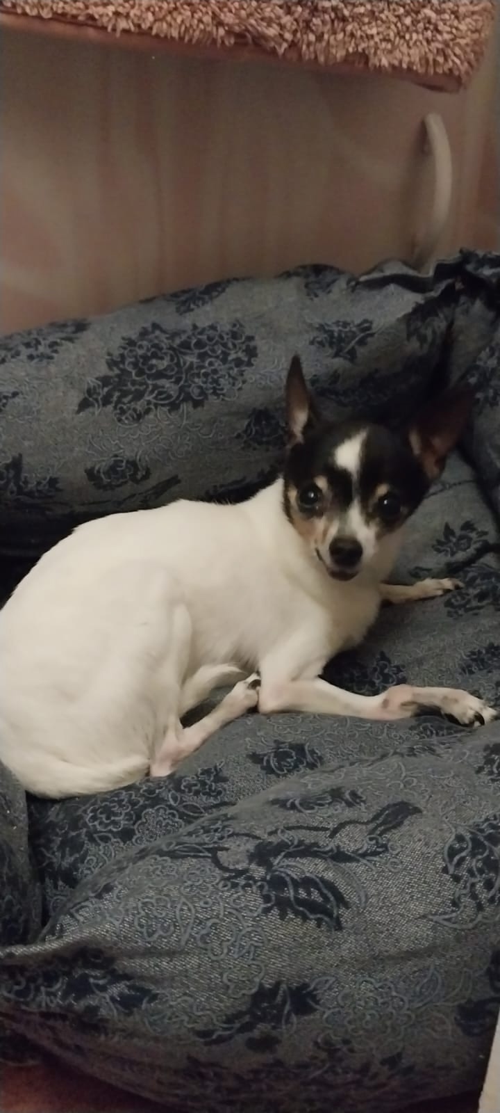 Найдена собака в Астрахани — фото объявления