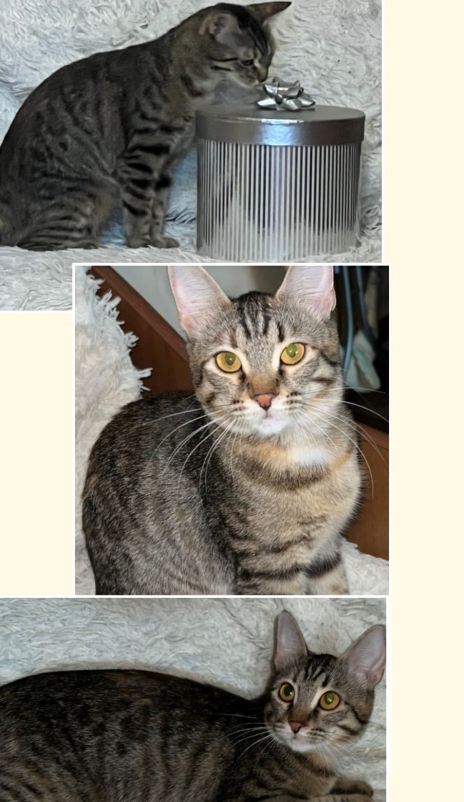 Найдена собака в Астрахани — фото объявления