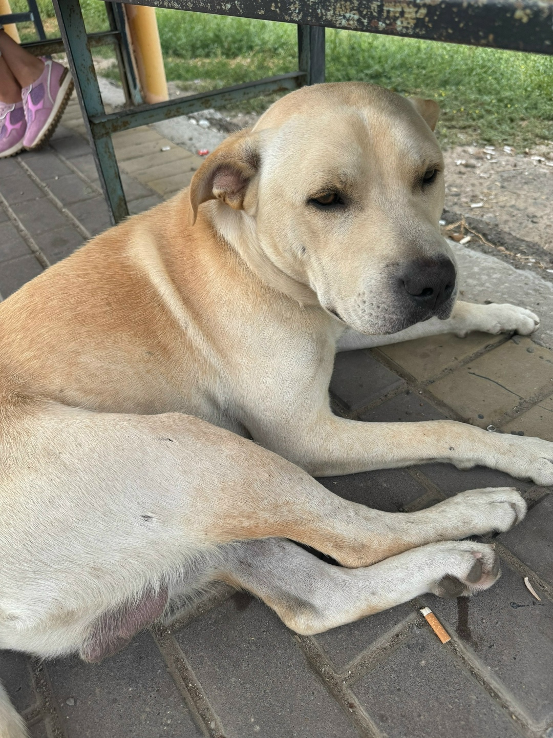 Найдена собака в Астрахани — фото объявления