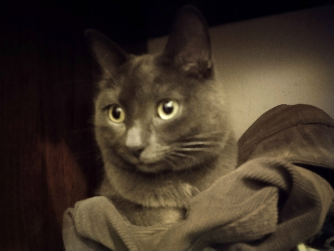 Найдена собака в Астрахани — фото объявления