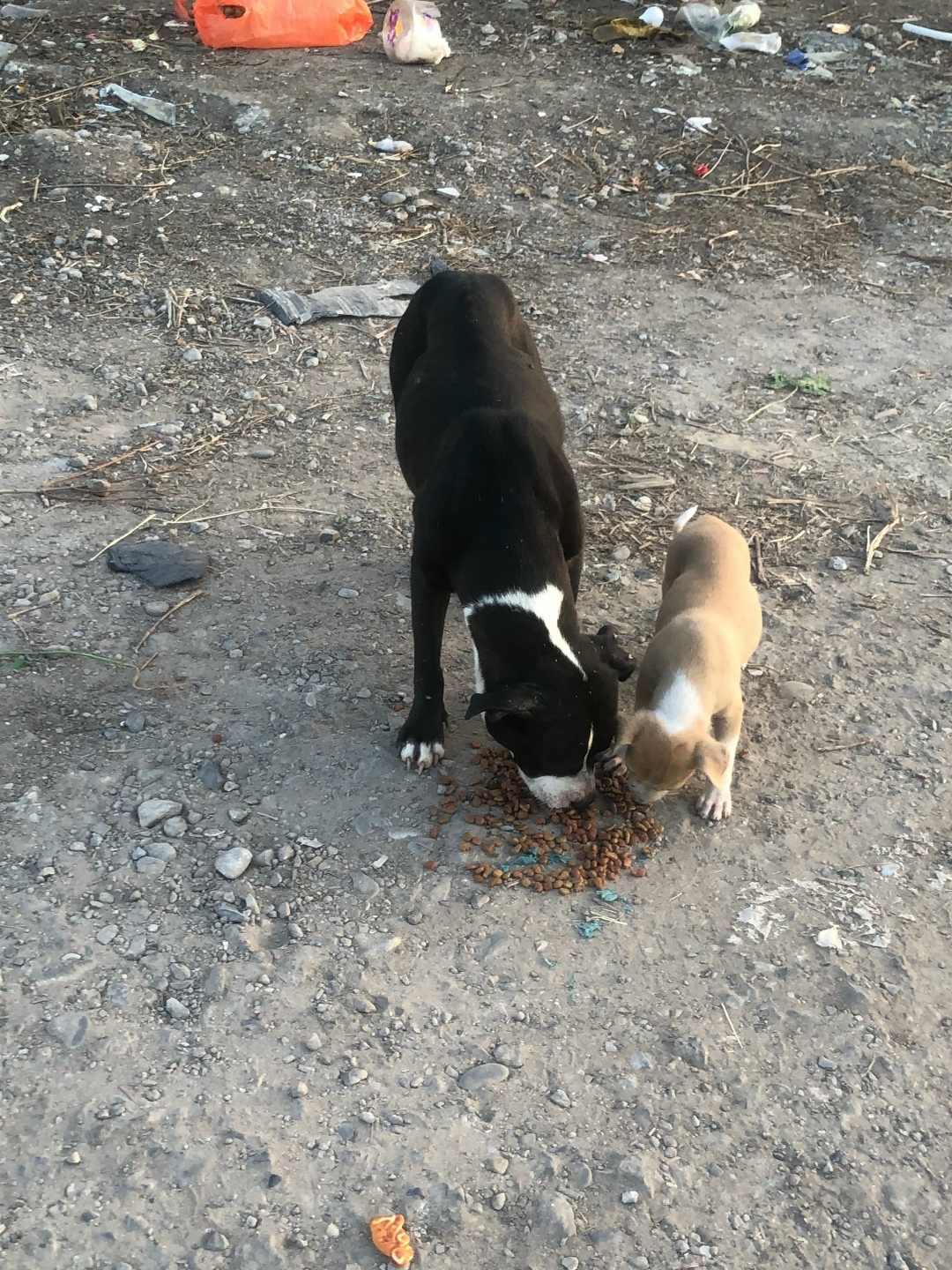 Найдена собака в Астрахани — фото объявления