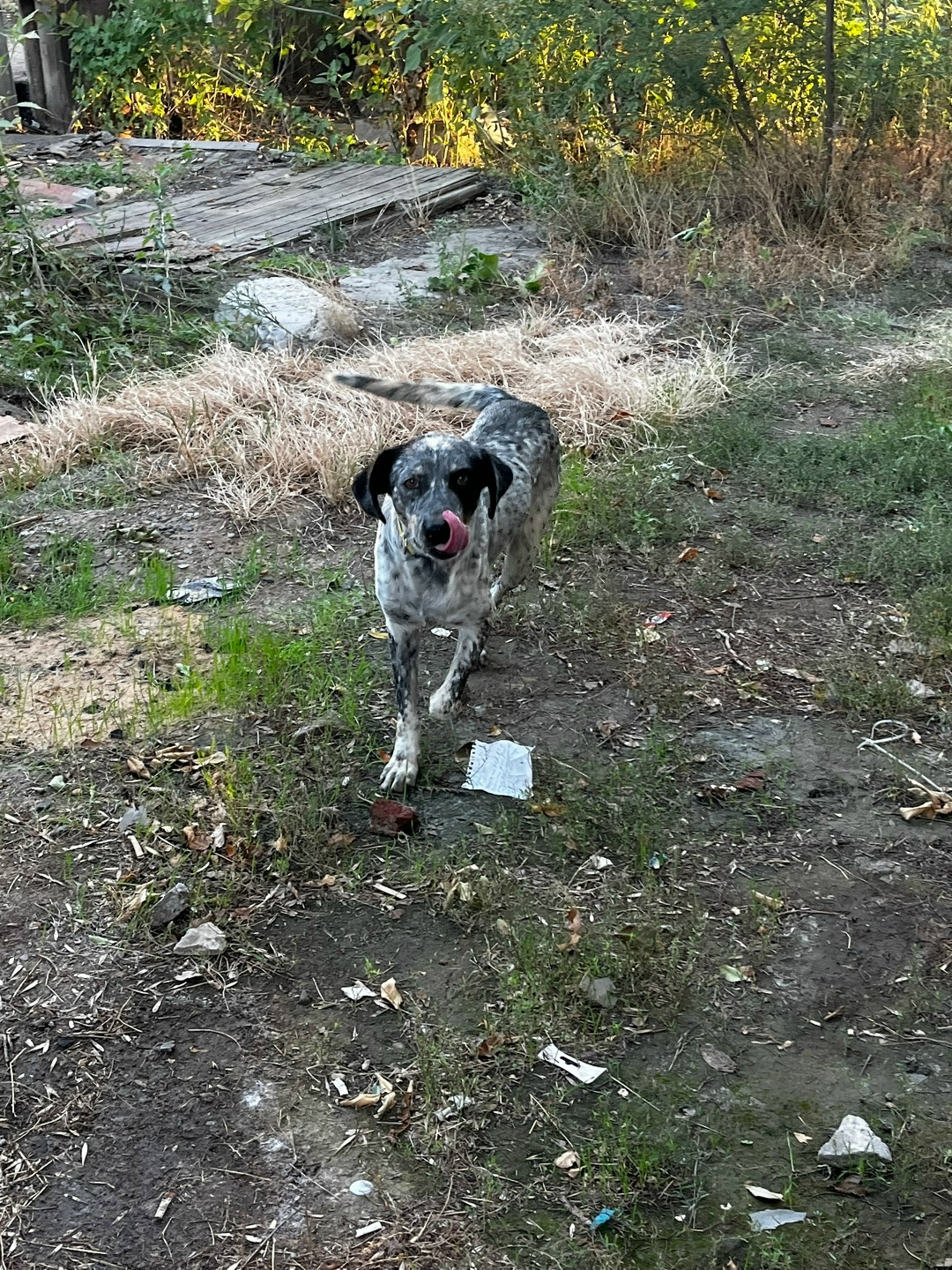 Найдена собака в Астрахани — фото объявления
