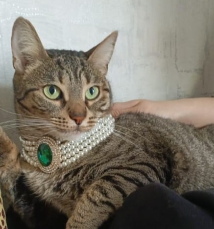 Пропала кошка в Астрахани — фото объявления