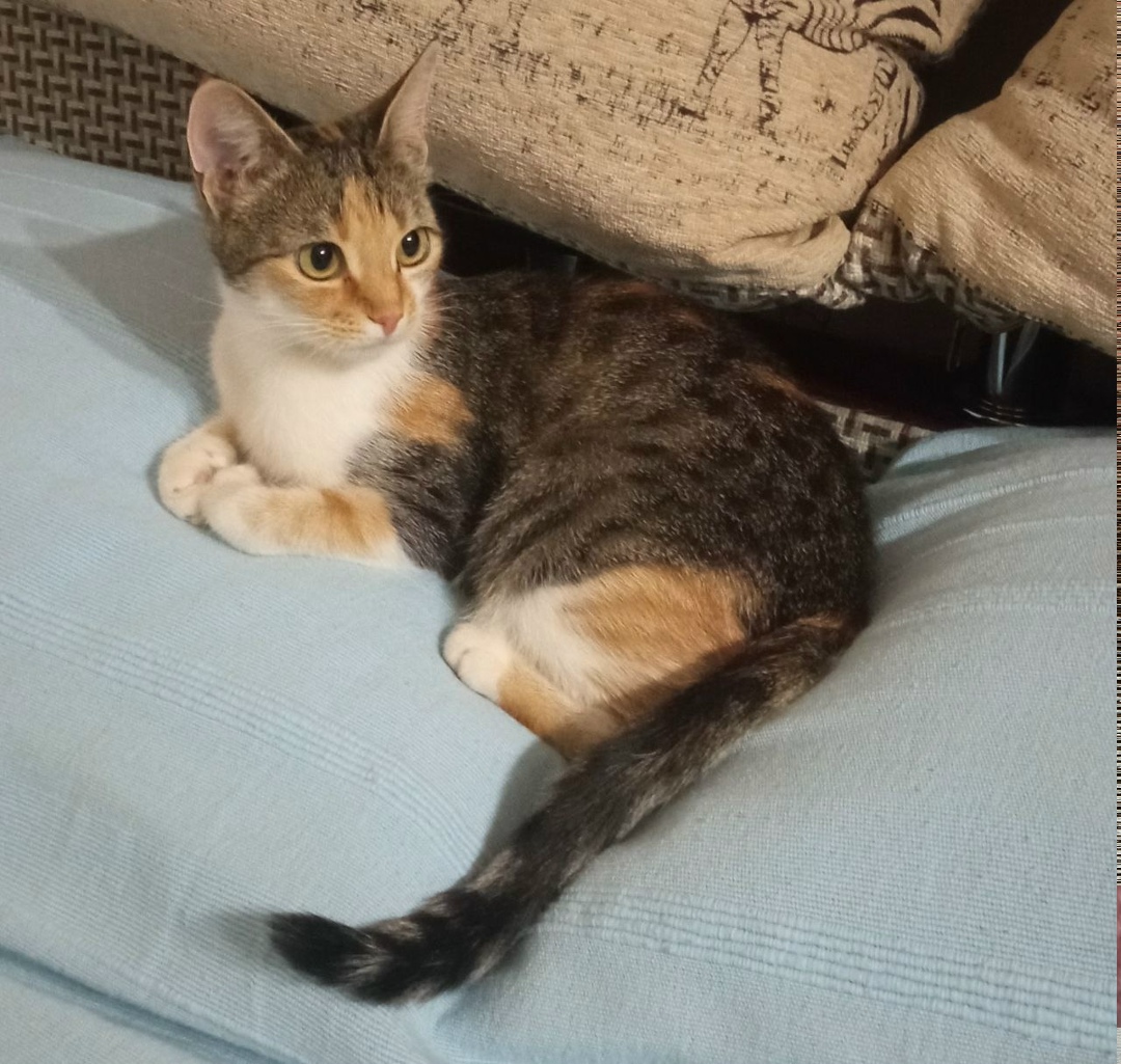 Найдена собака в Астрахани — фото объявления