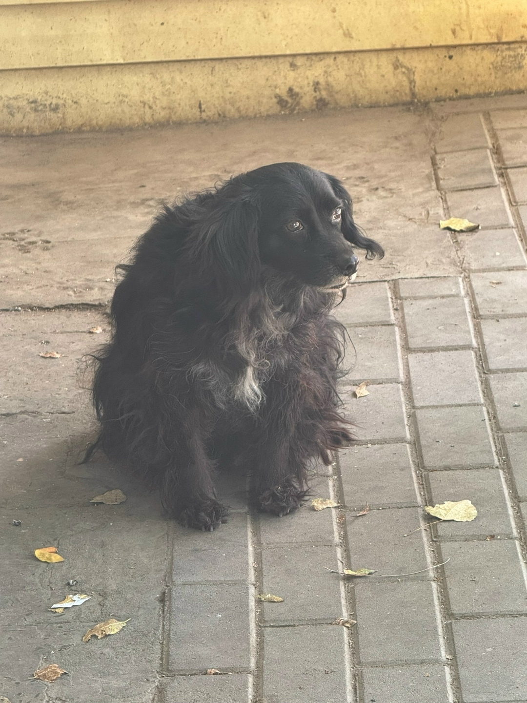 Найдена собака в Астрахани — фото объявления