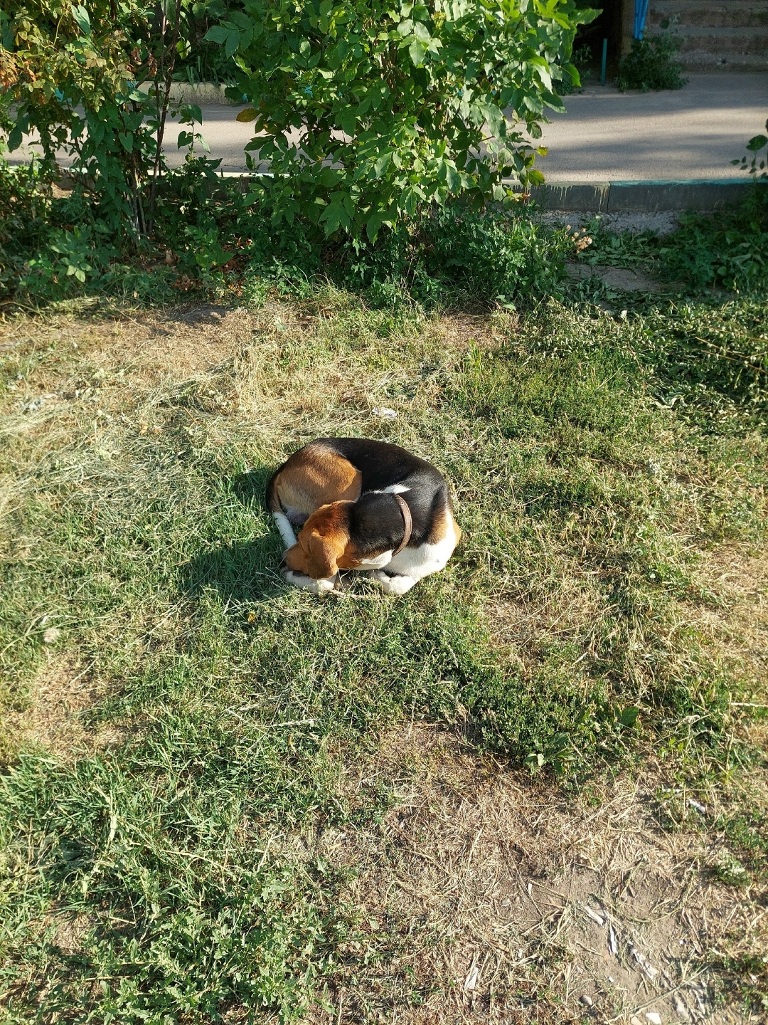 Найдена собака в Астрахани — фото объявления