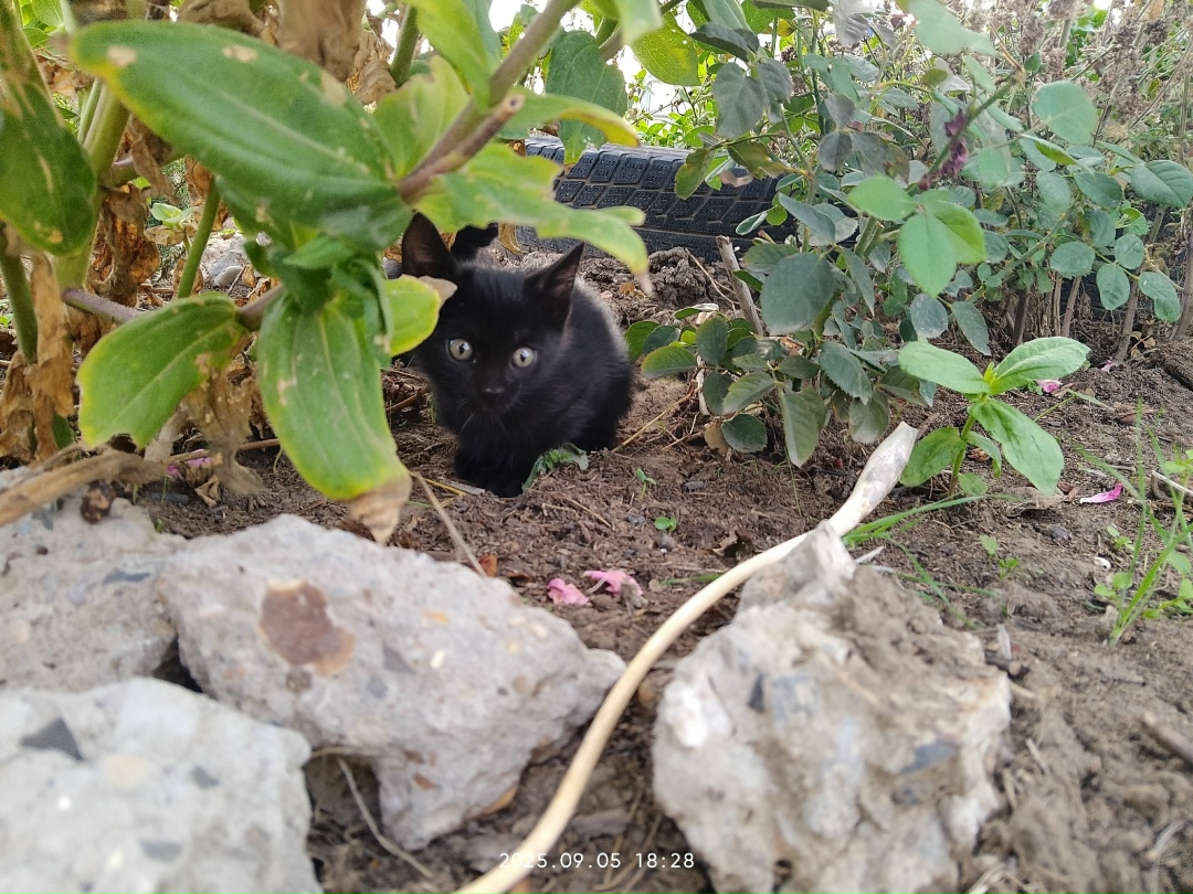 Найдена собака в Астрахани — фото объявления