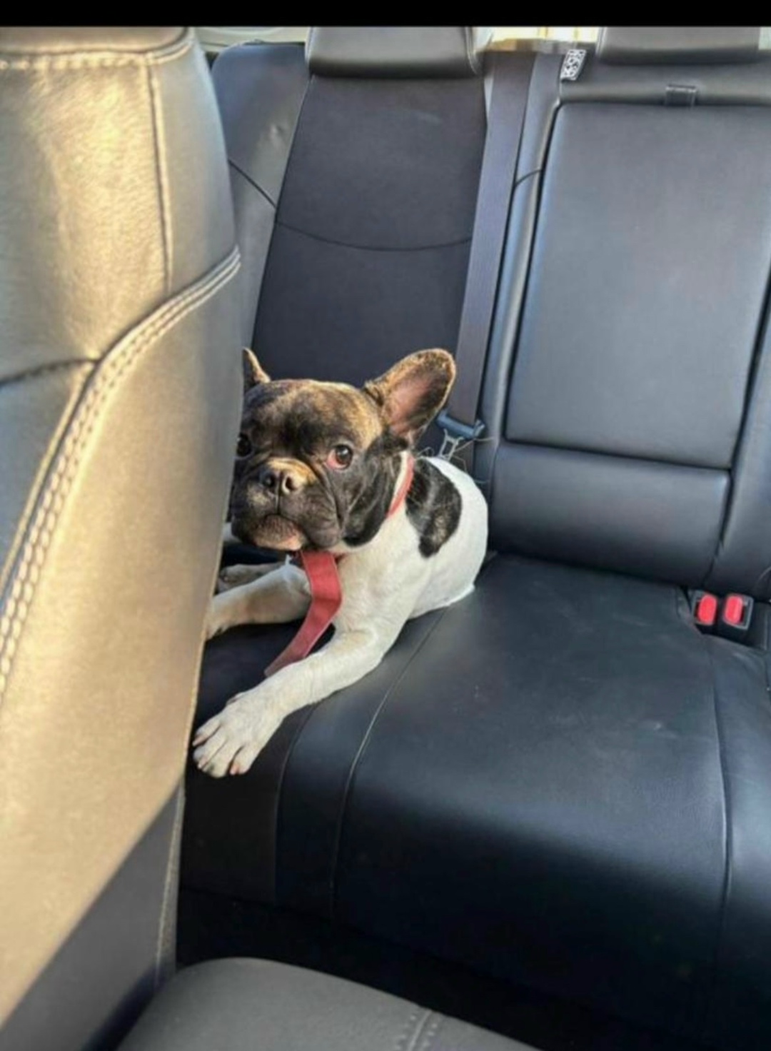 Найдена собака в Астрахани — фото объявления