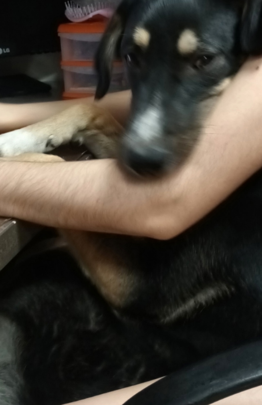 Пропала собака в Астрахани — фото объявления