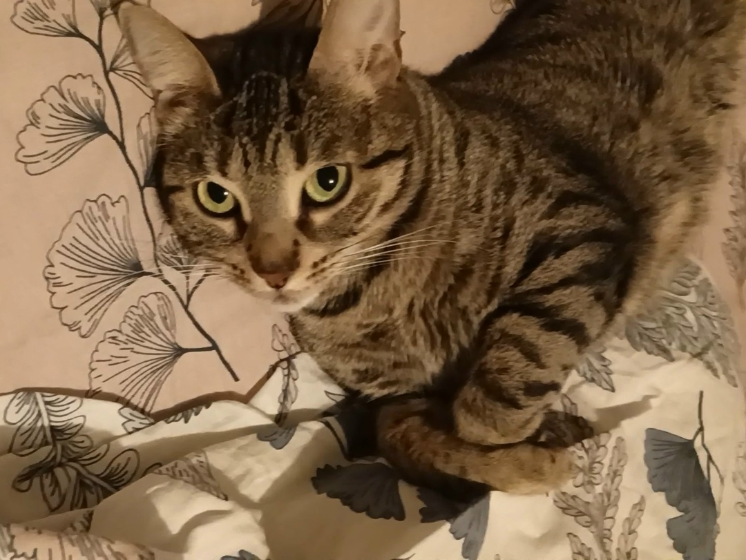 Найдена собака в Астрахани — фото объявления