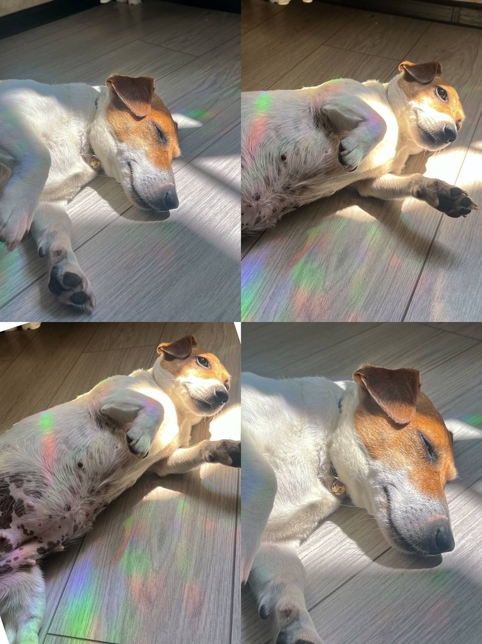 Найдена собака в Астрахани — фото объявления