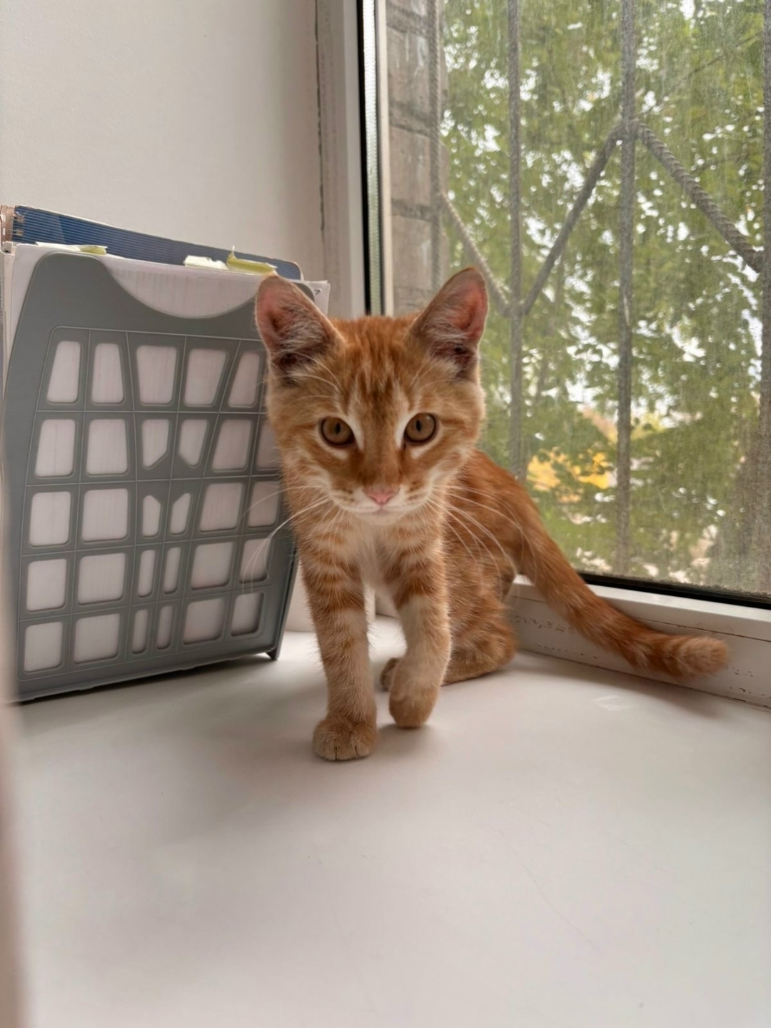 Пропала кошка в Астрахани — фото объявления