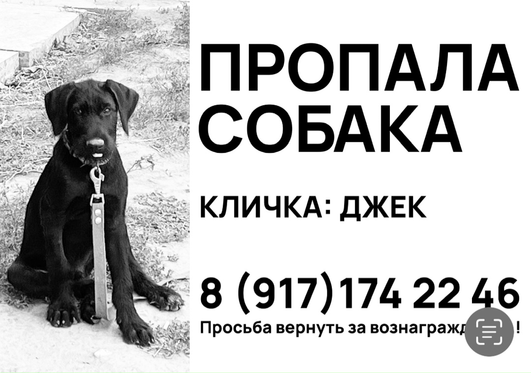 Пропала собака в Астрахани — фото объявления