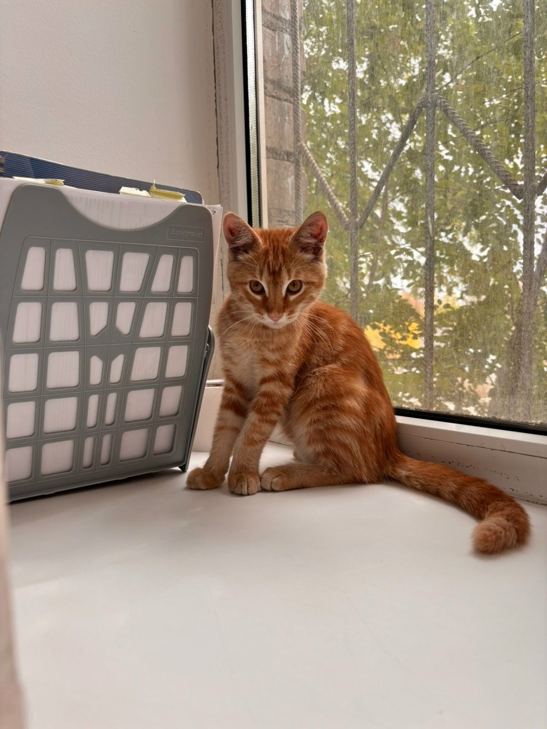 Найдена собака в Астрахани — фото объявления