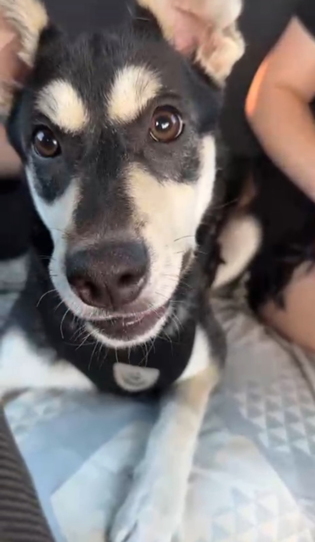 Найдена собака в Астрахани — фото объявления