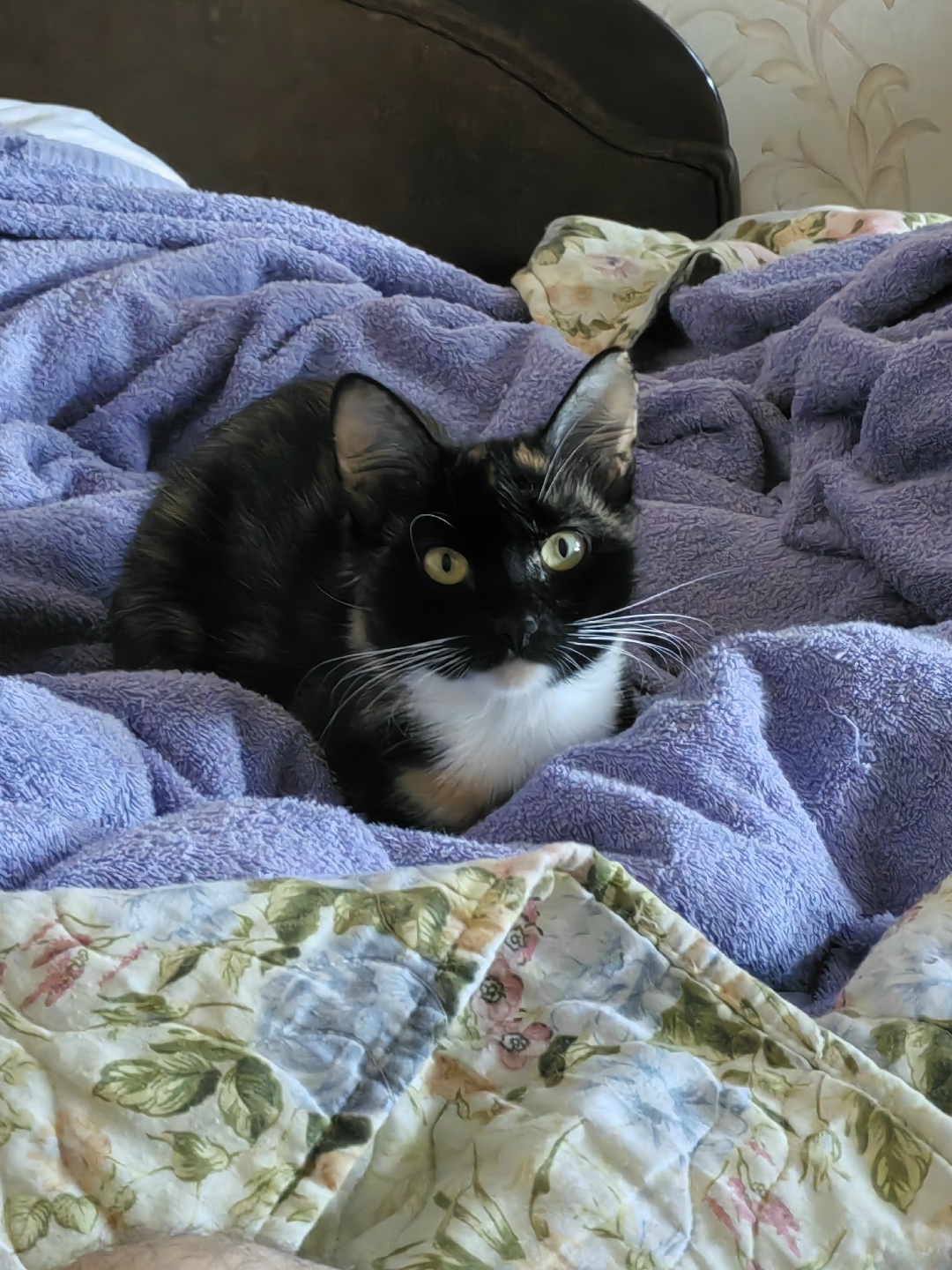 Пропала кошка в Астрахани — фото объявления