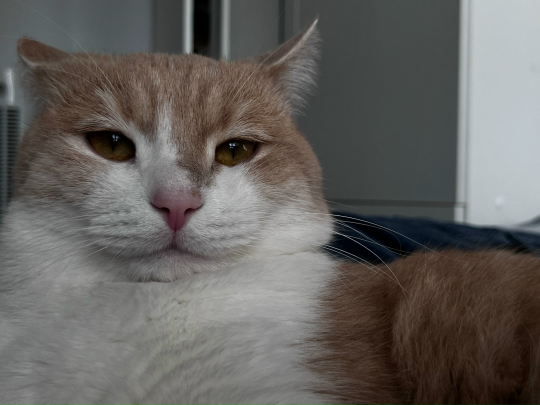 Найдена собака в Астрахани — фото объявления