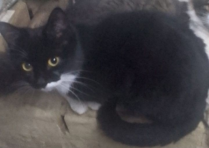 Найдена собака в Астрахани — фото объявления