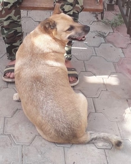 Найдена собака в Астрахани — фото объявления