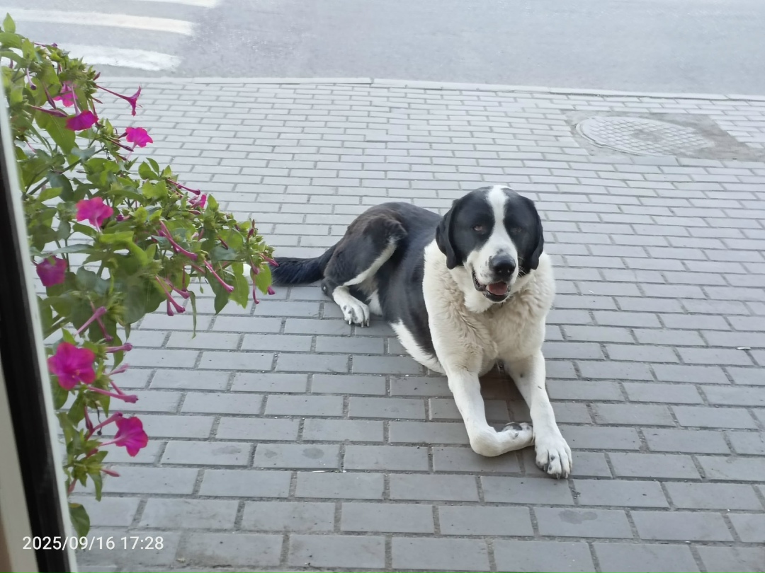 Найдена собака в Астрахани — фото объявления