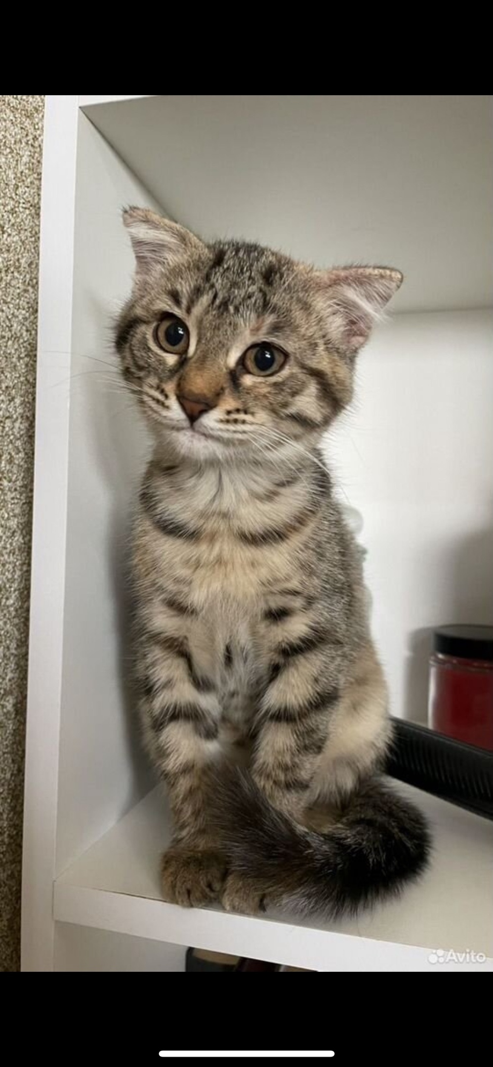 Найдена собака в Астрахани — фото объявления