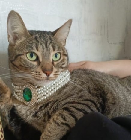 Найдена собака в Астрахани — фото объявления