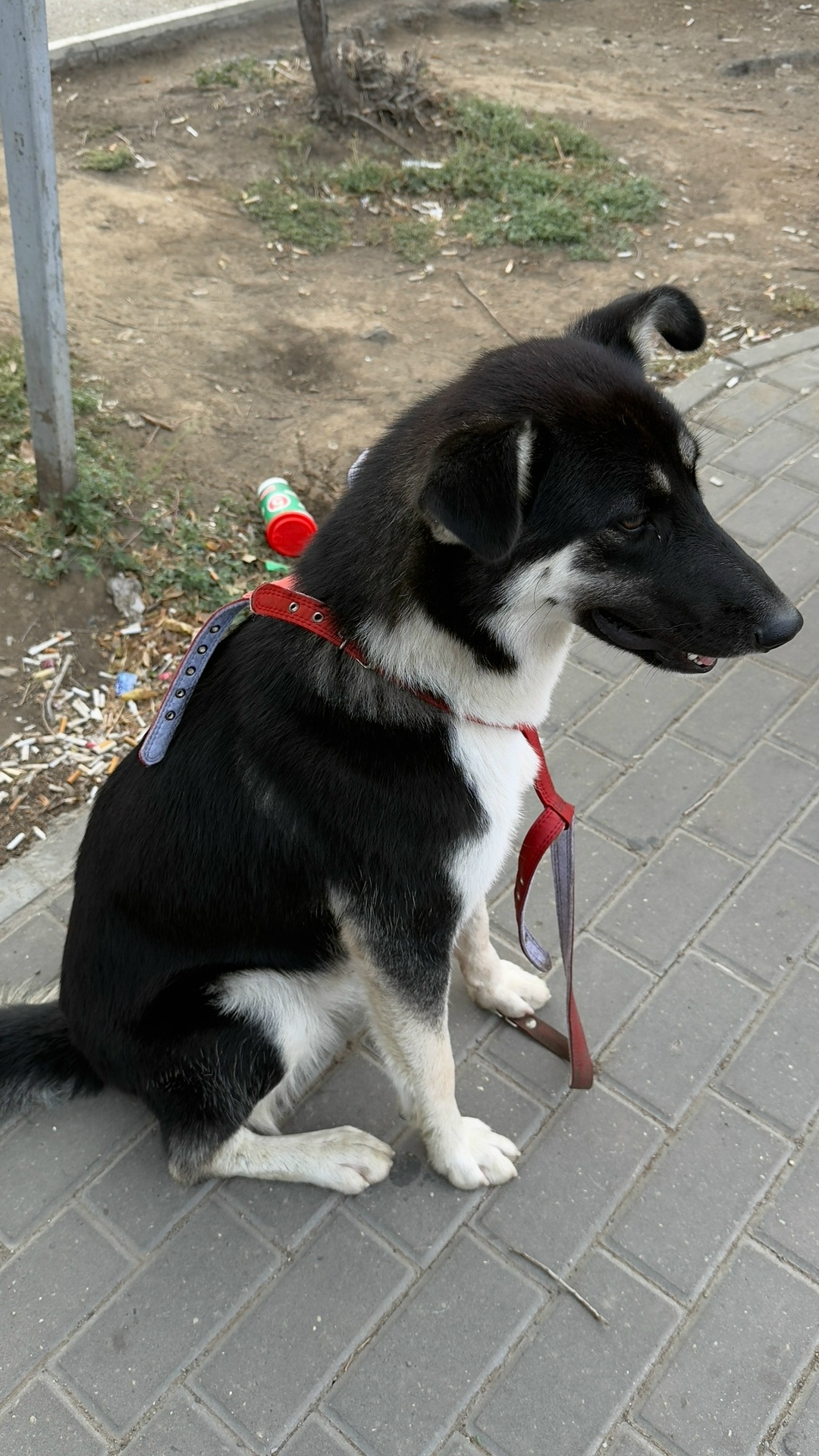 Найдена собака в Астрахани — фото объявления