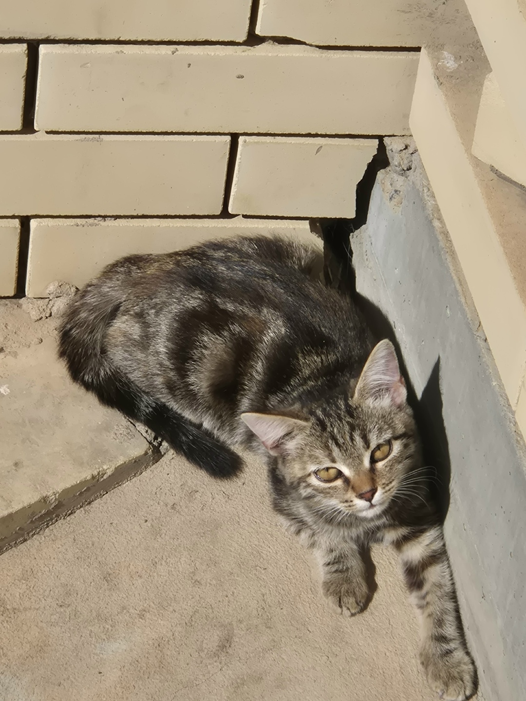 Найдена собака в Астрахани — фото объявления