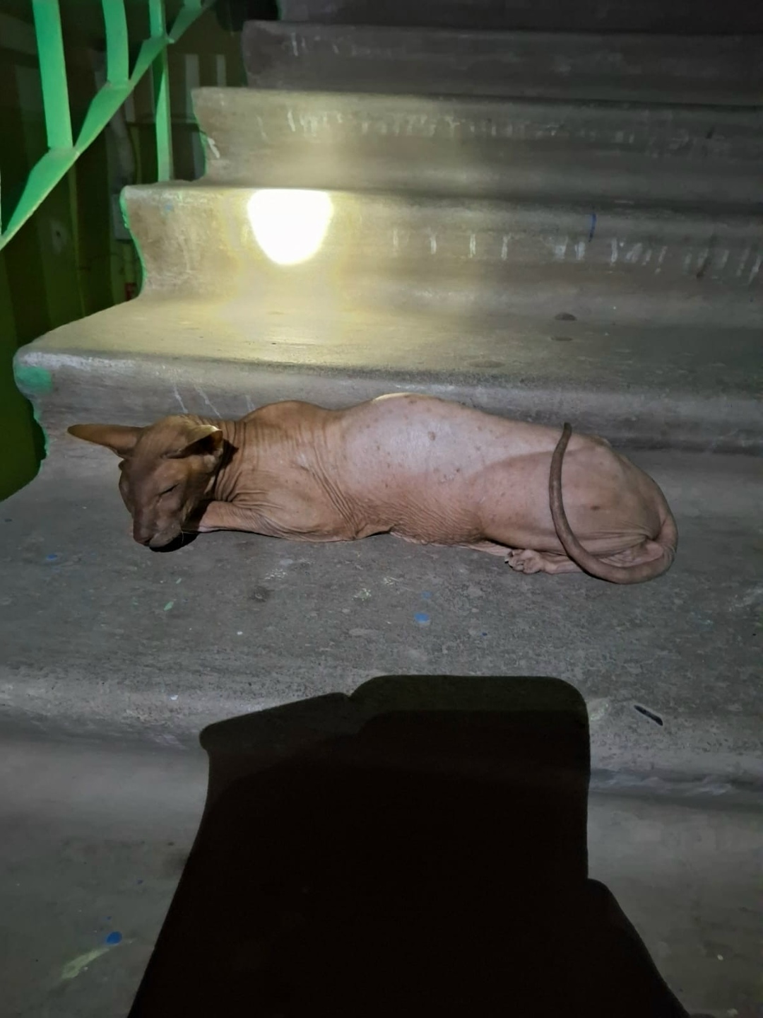 Найдена собака в Астрахани — фото объявления