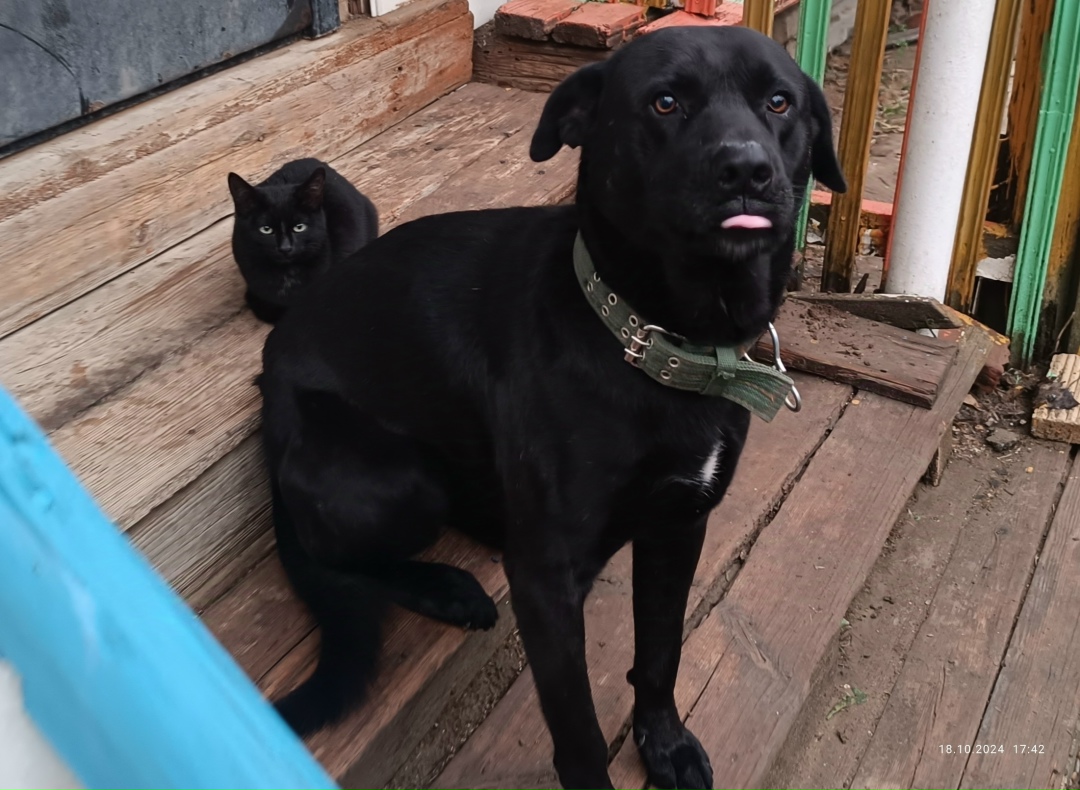 Найдена собака в Астрахани — фото объявления