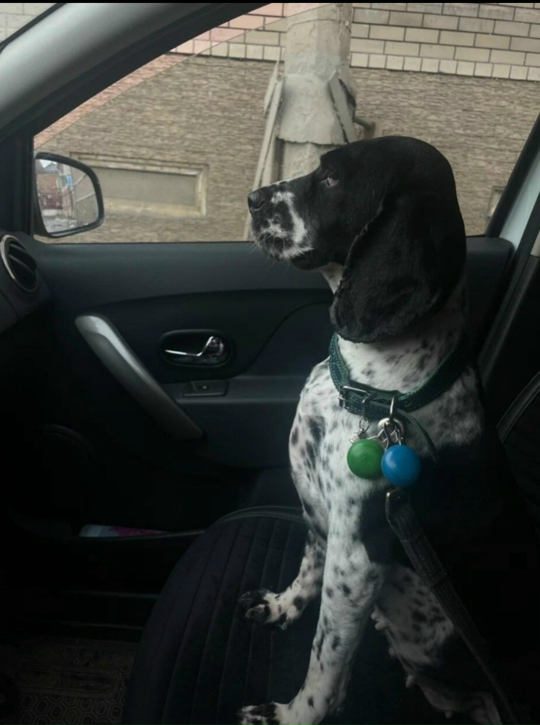 Пропала собака в Астрахани — фото объявления