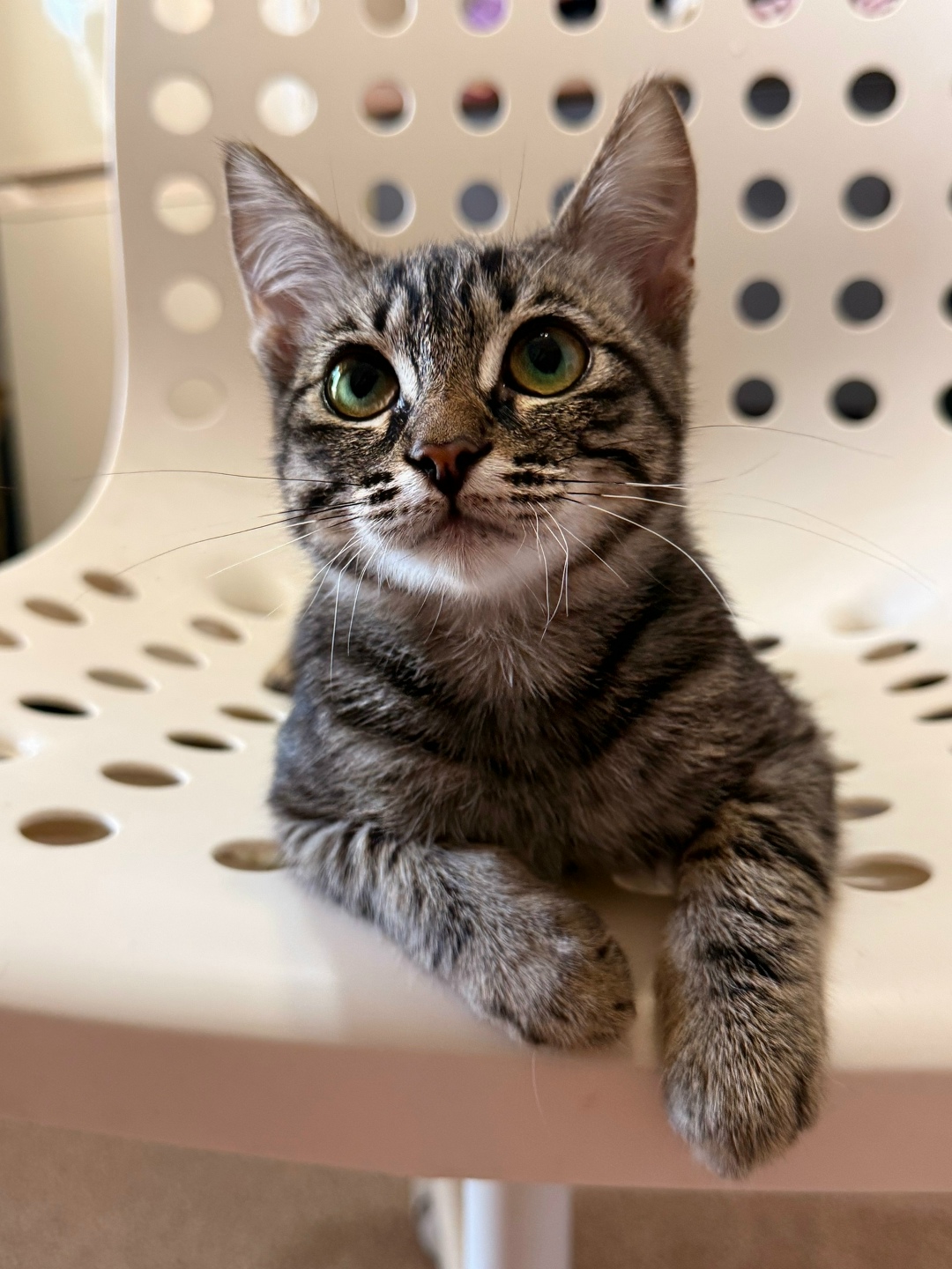 Найдена собака в Астрахани — фото объявления