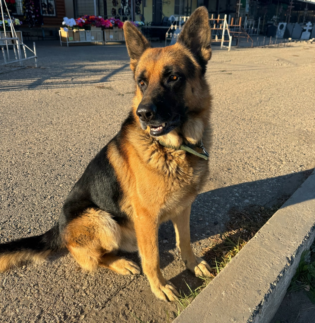 Найдена собака в Астрахани — фото объявления