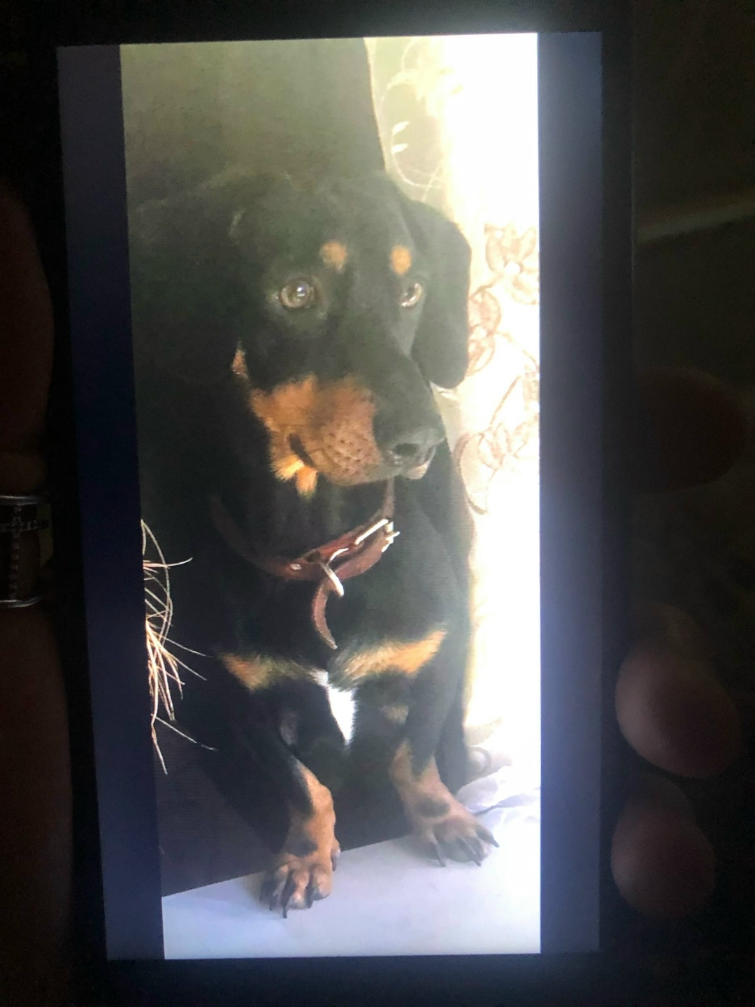 Найдена собака в Астрахани — фото объявления