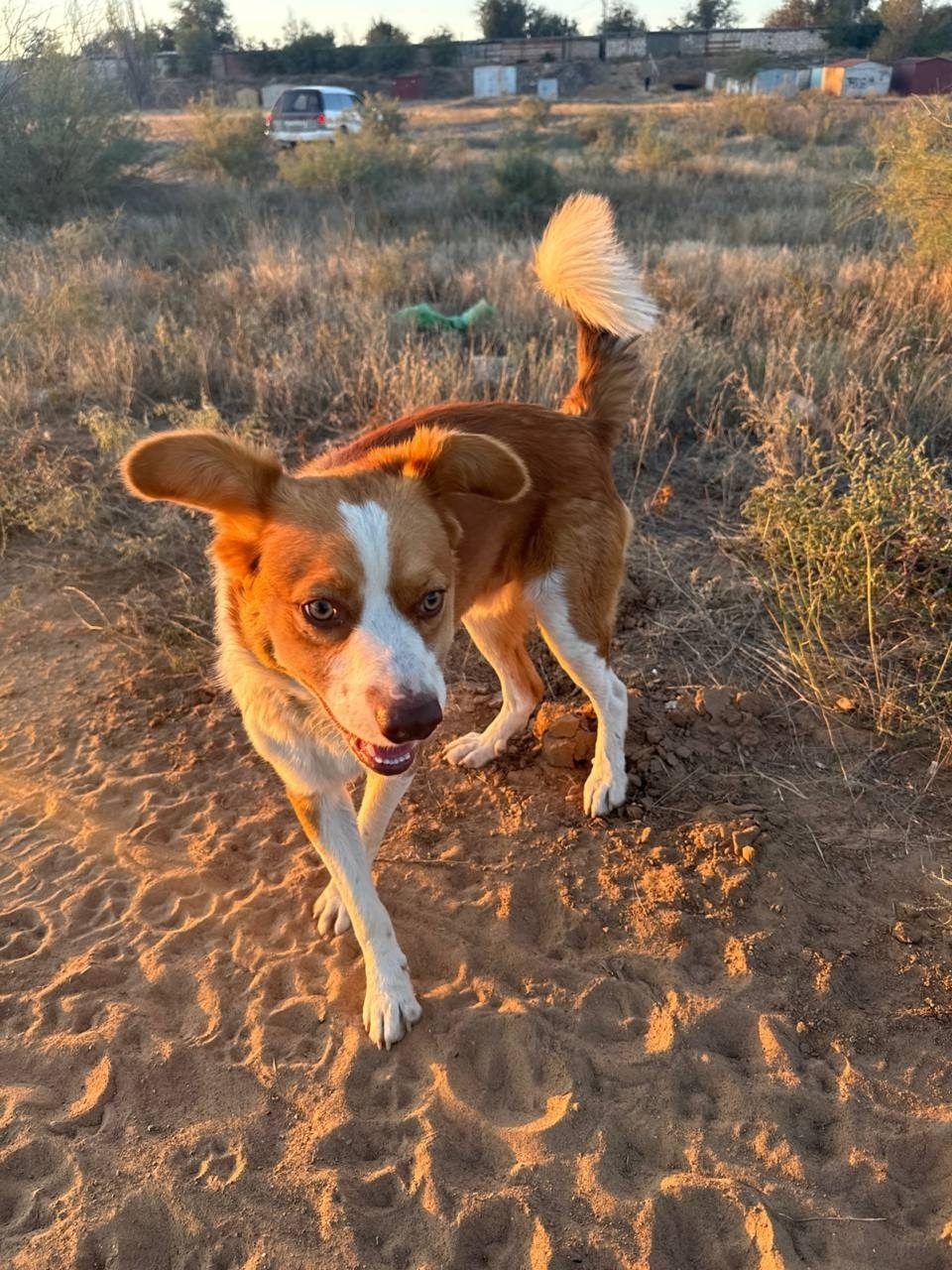 Найдена собака в Астрахани — фото объявления