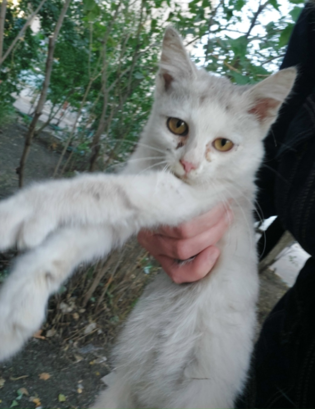 Найдена собака в Астрахани — фото объявления