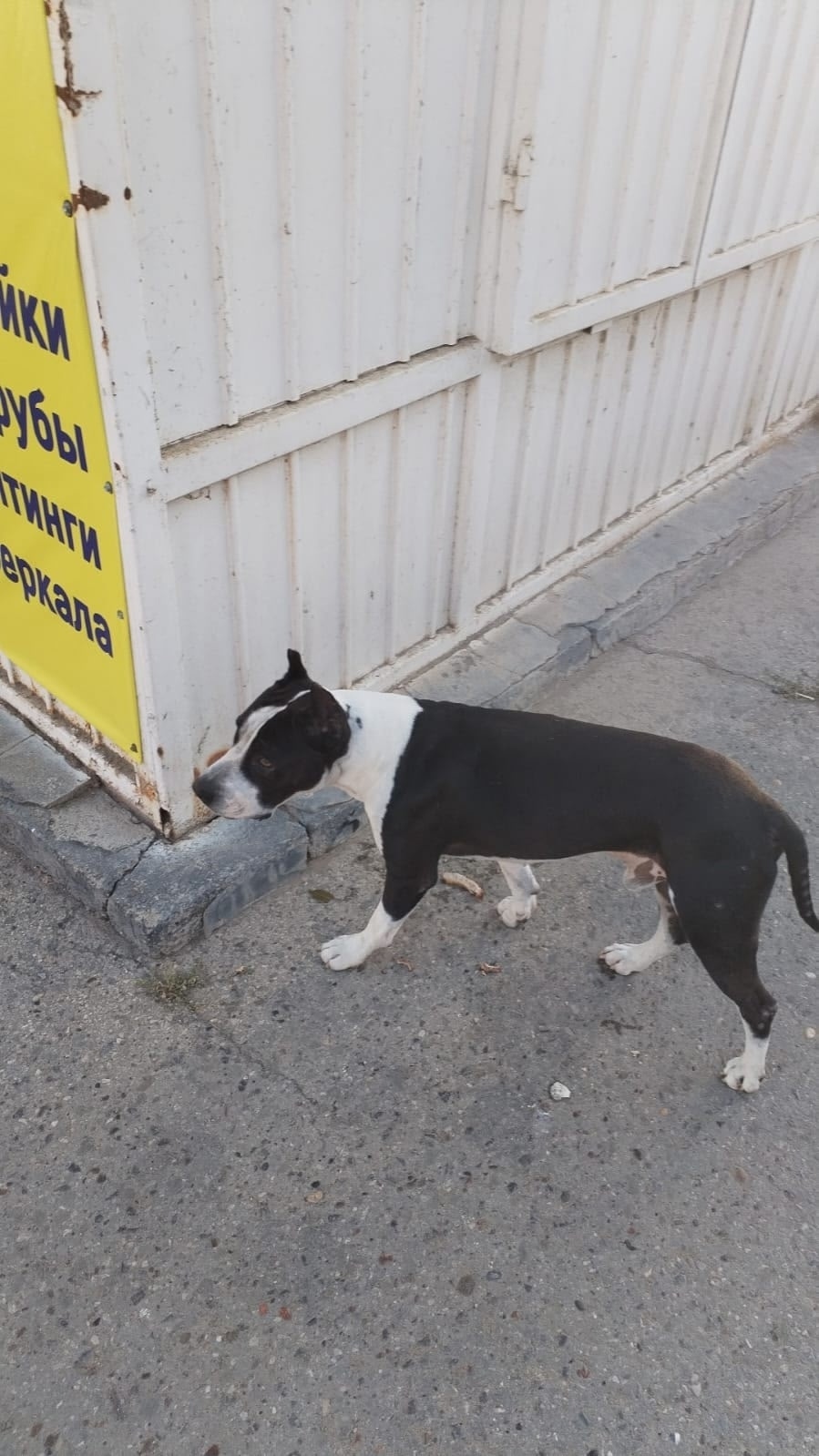 Найдена собака в Астрахани — фото объявления