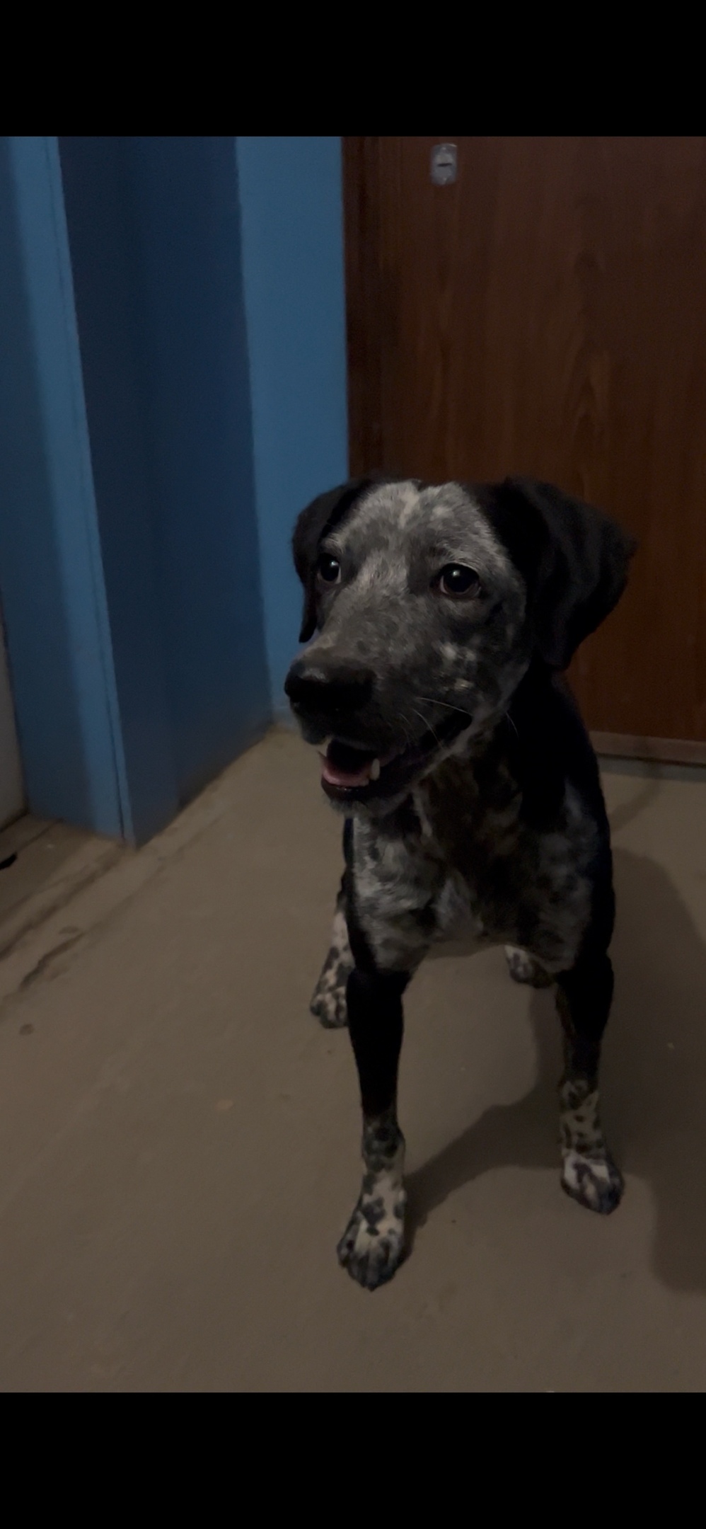 Найдена собака в Астрахани — фото объявления