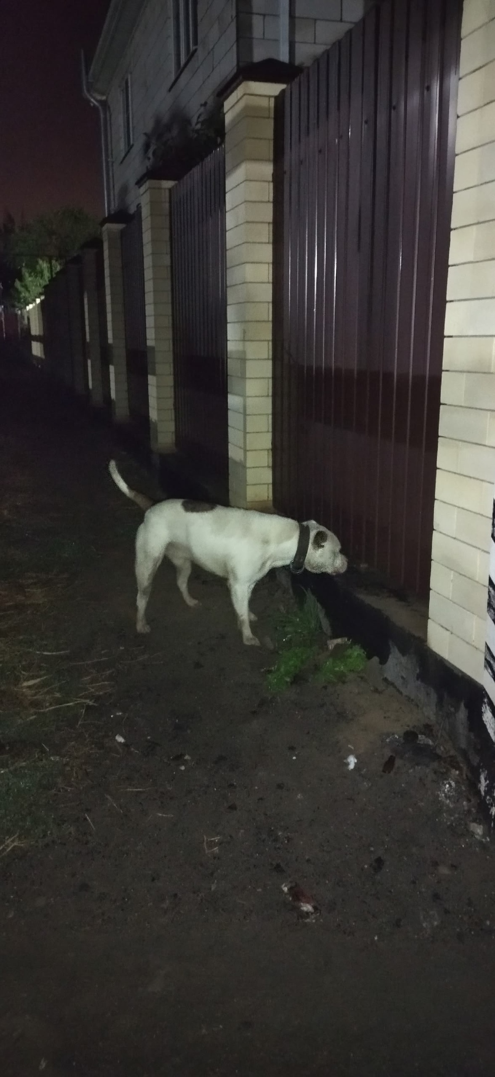 Найдена собака в Астрахани — фото объявления