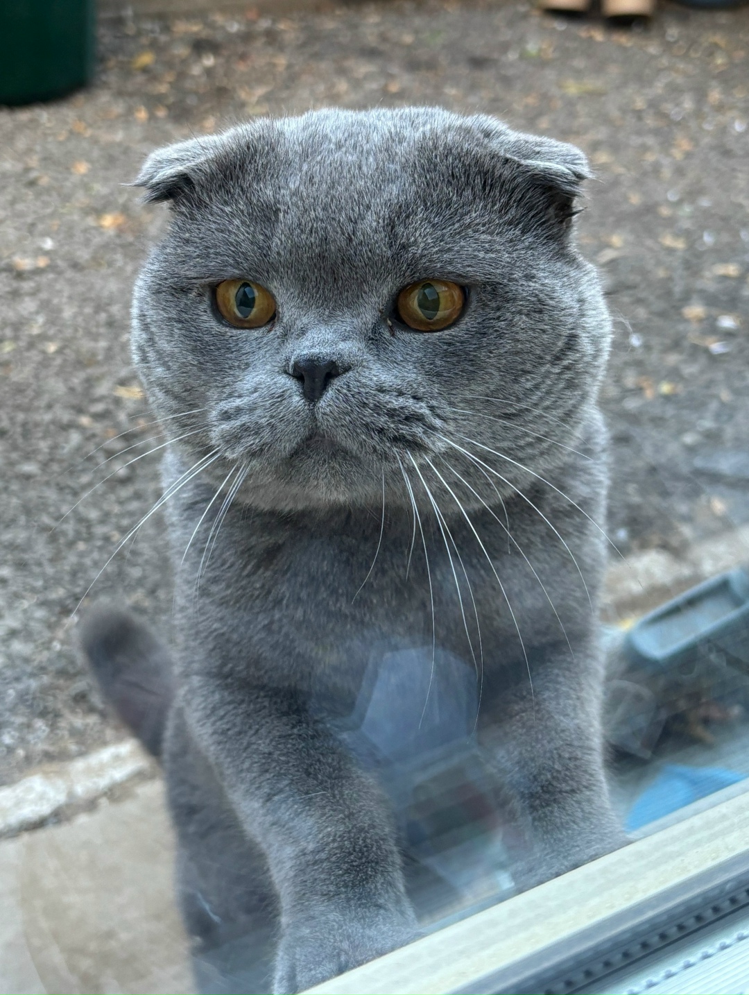Найдена собака в Астрахани — фото объявления