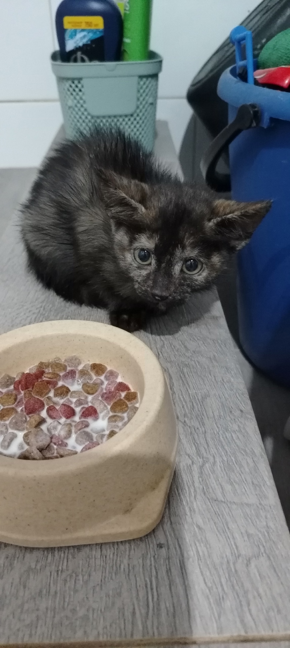 Найдена собака в Астрахани — фото объявления