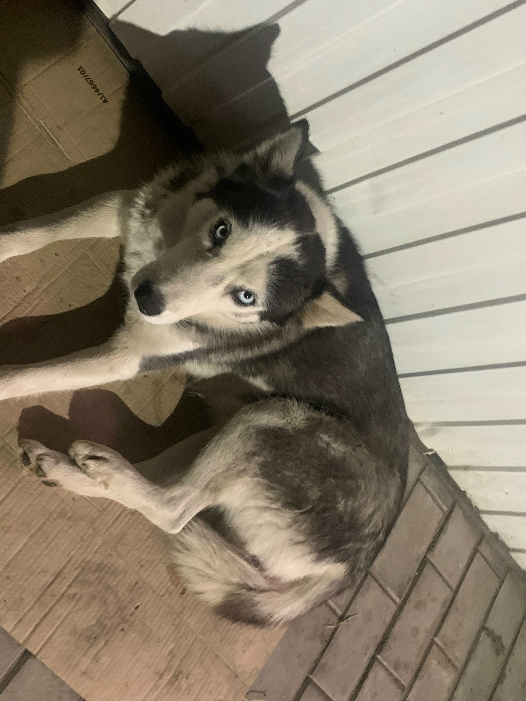 Найдена собака в Астрахани — фото объявления