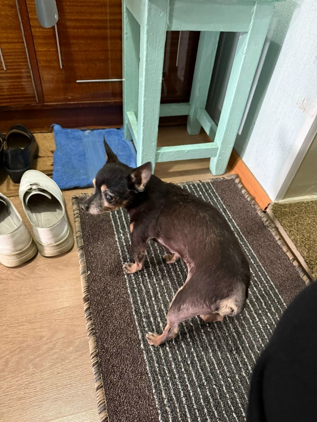 Найдена собака в Астрахани — фото объявления