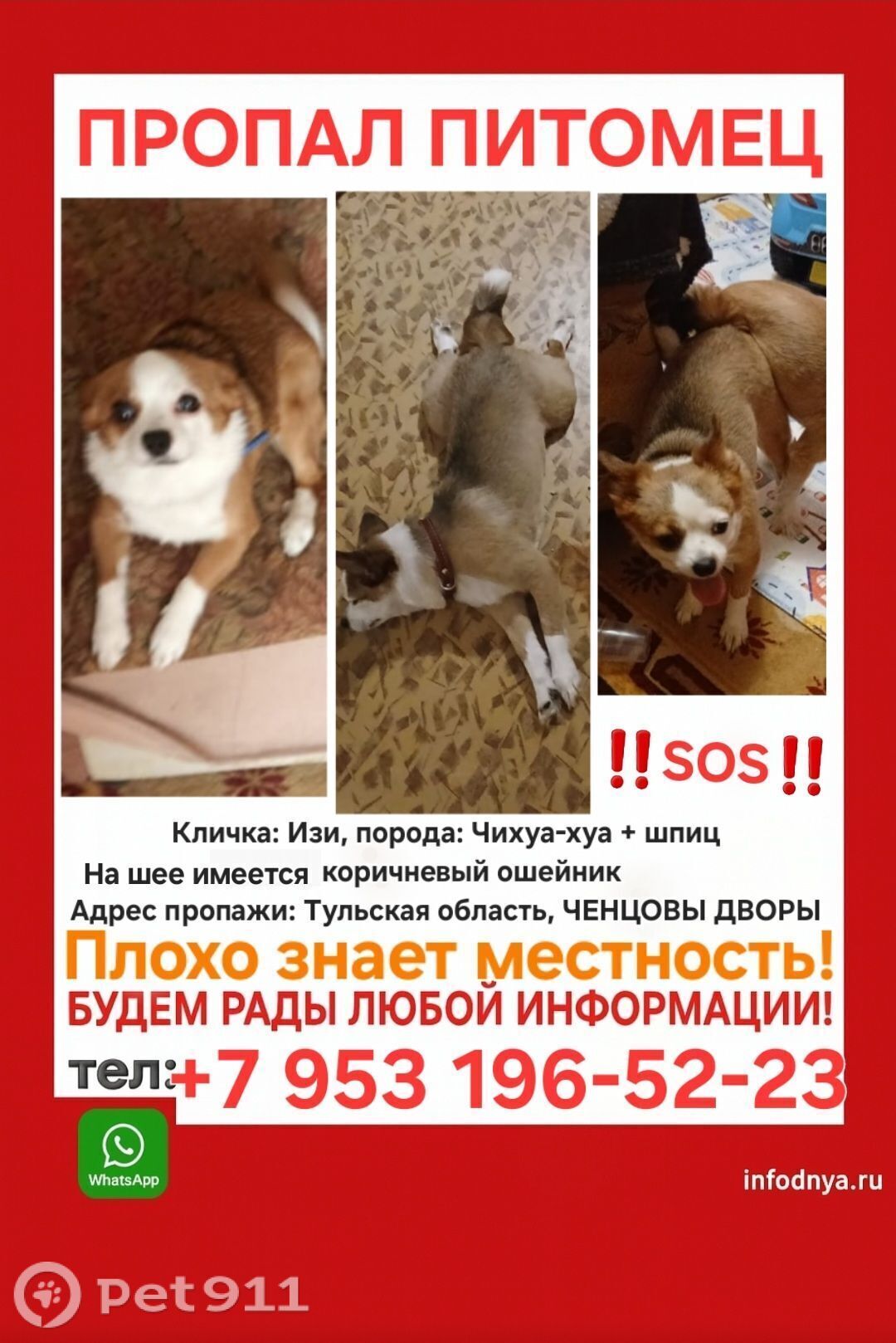 Найдена собака в Туле — фото объявления