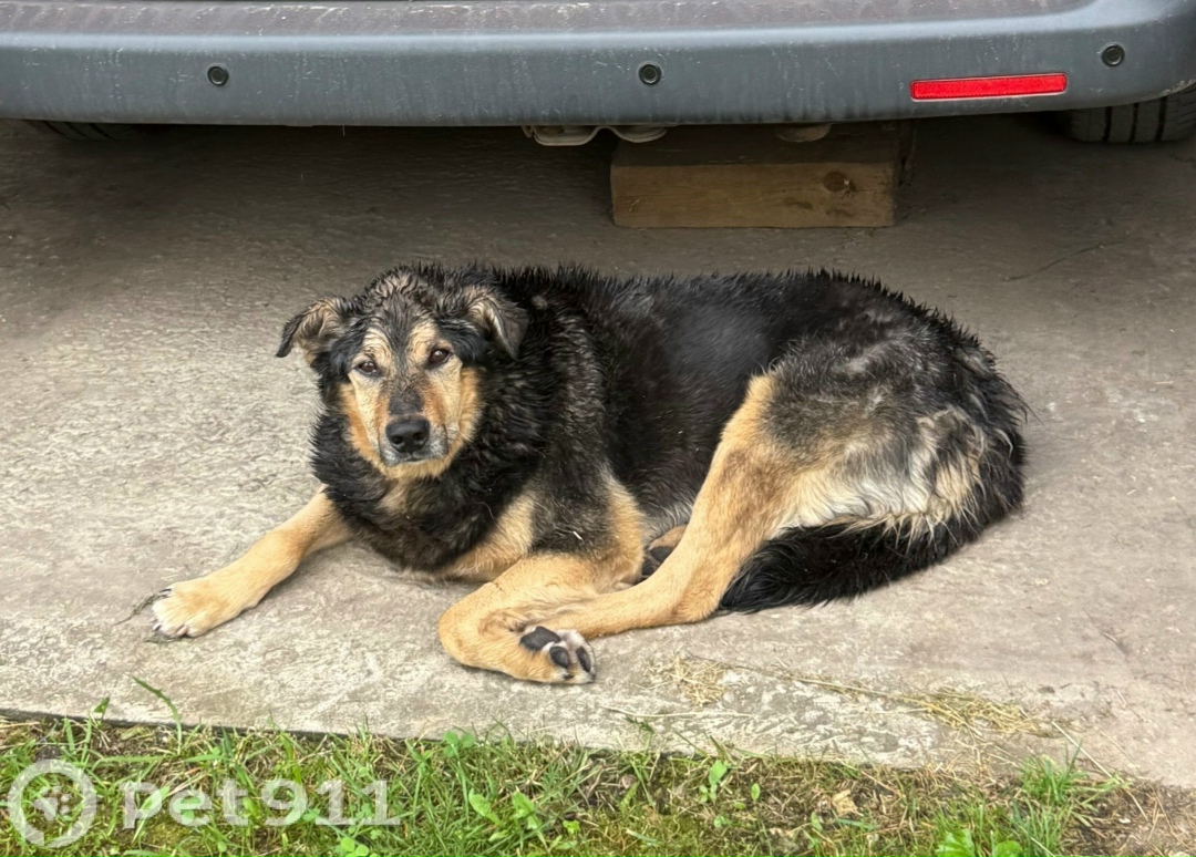 Найдена собака в Туле — фото объявления