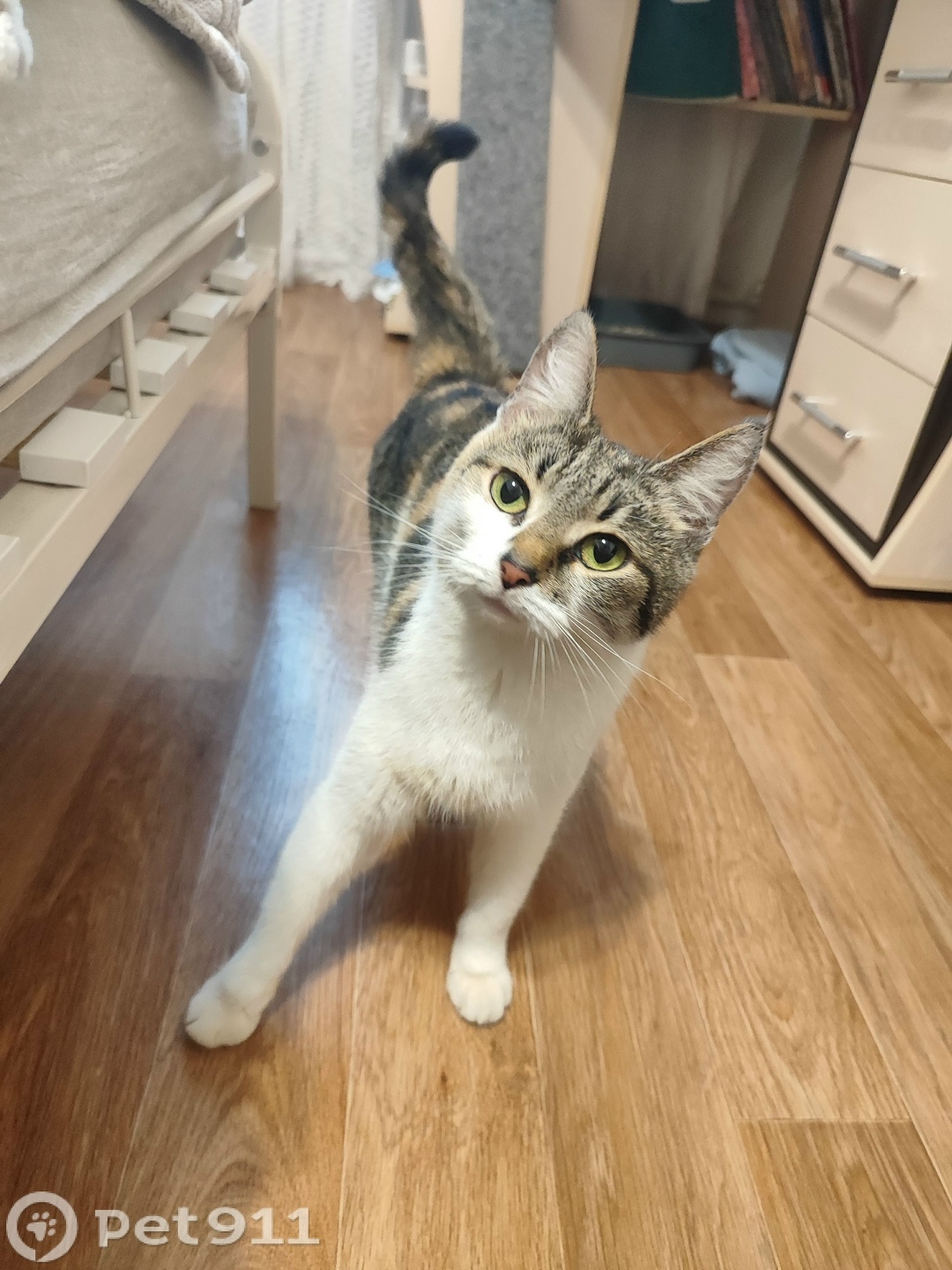 Найдена кошка в Туле — фото объявления